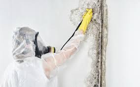 Best Water Damage & Mold Remediation in Florence, TX